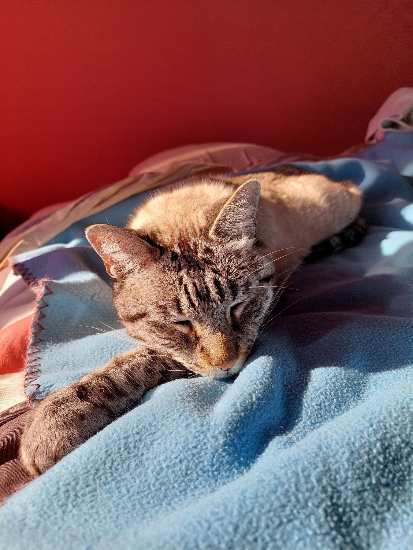 Um gato a descansar em cima duma cama, ao sol. 
