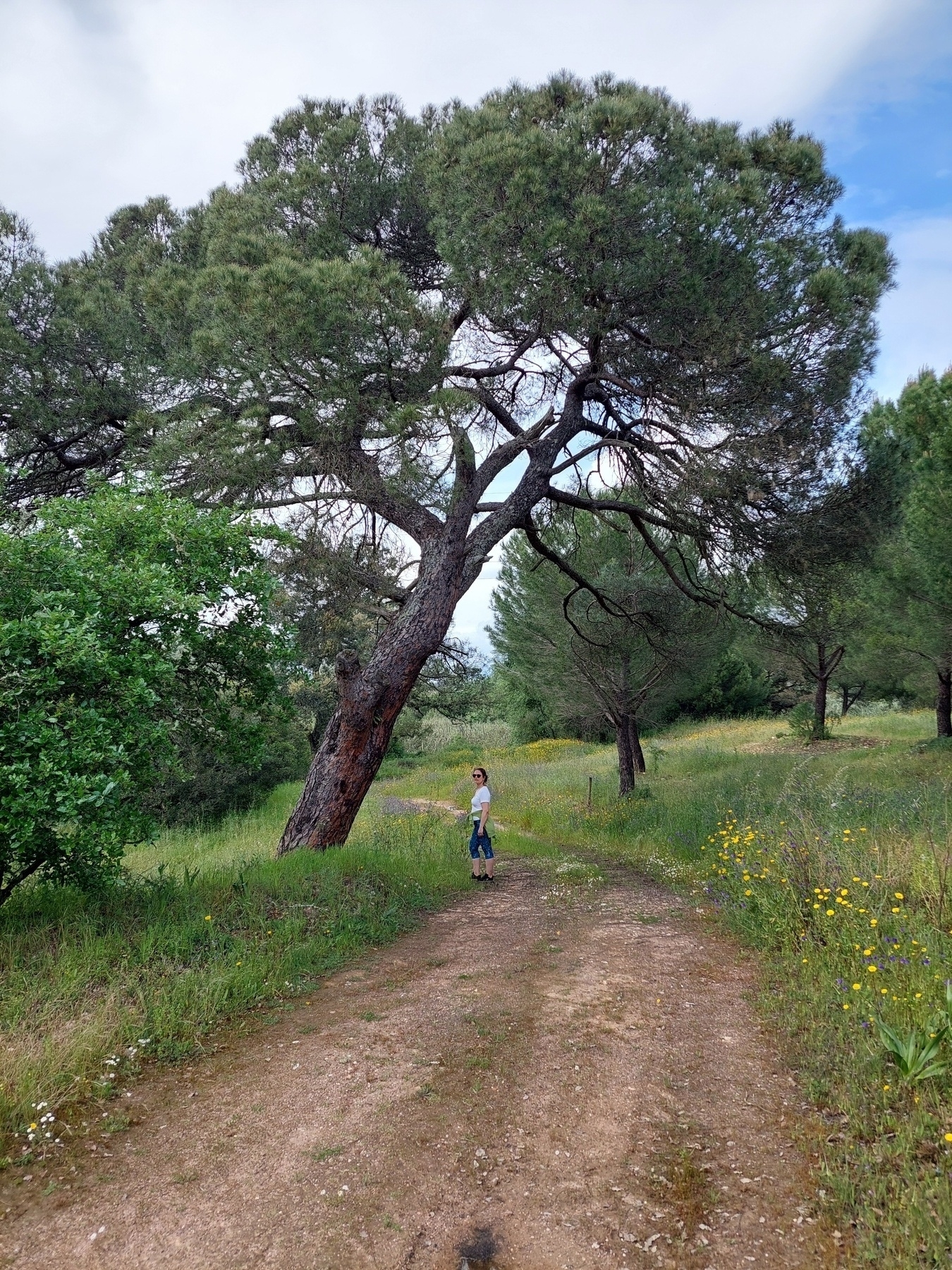 Another ancient pine tree. A woman underneath it. 